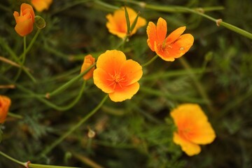California poppies or Eschscholzia californica flowering in nature