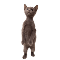 A small grey kitten stands on its hind legs on a white background