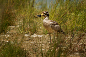 Greater stone-curlew or Great thick-knee Esacus recurvirostris is large wader near lake, resident breeder in tropical southern Asia from India, Pakistan, Sri Lanka, Bangladesh into South-east Asia.