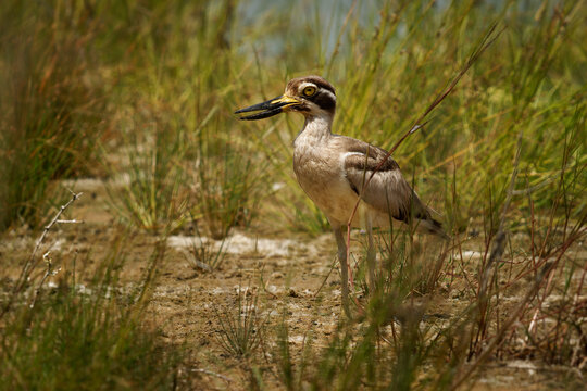 Greater stone-curlew or Great thick-knee Esacus recurvirostris is large wader near lake, resident breeder in tropical southern Asia from India, Pakistan, Sri Lanka, Bangladesh into South-east Asia.