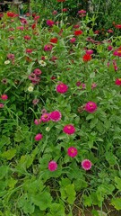 red flowers in the garden