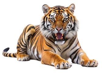 Fototapeta premium tiger, agressive, mammal, predator, cutout, transparent, backgrounds, wildlife, animals, cat, stripes