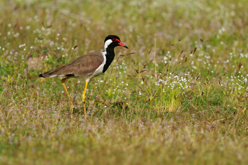Red-wattled lapwing Vanellus indicus Asian plover, wader in Charadriidae, ground bird that are...