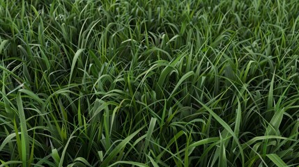 Obraz premium Close up of green grass blades with dew drops. AI generated images.