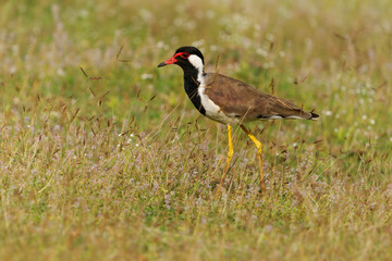Red-wattled lapwing Vanellus indicus Asian plover, wader in Charadriidae, ground bird that are incapable of perching. Water bird on the grass and ancient asian monuments and sights