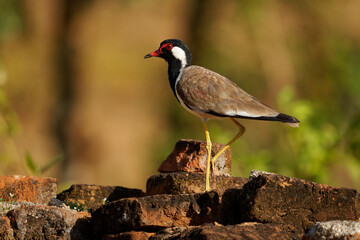 Red-wattled lapwing Vanellus indicus Asian plover, wader in Charadriidae, ground bird that are incapable of perching. Water bird on the grass and ancient asian monuments and sights