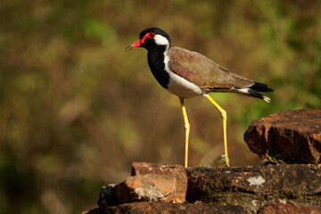 Red-wattled lapwing Vanellus indicus Asian plover, wader in Charadriidae, ground bird that are incapable of perching. Water bird on the grass and ancient asian monuments and sights