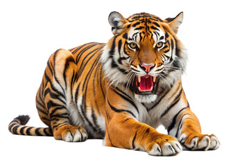 Obraz premium tiger, agressive, mammal, predator, cutout, transparent, backgrounds, wildlife, animals, cat, stripes