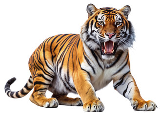 Fototapeta premium tiger, agressive, mammal, predator, cutout, transparent, backgrounds, wildlife, animals, cat, stripes