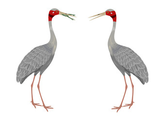 Grus antigone on a white background.