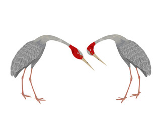 Grus antigone on a white background.