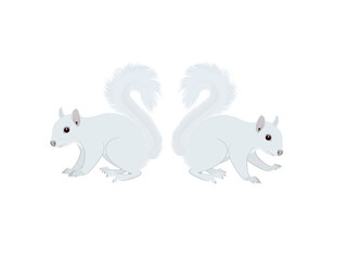 Callosciurus finlaysonii on a white background.