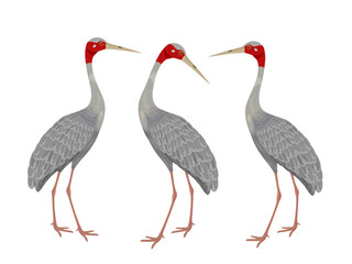 Grus antigone on a white background.