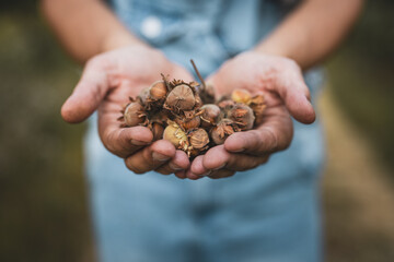 close up of adult caucasian man with a pile of hazelnuts in his hands