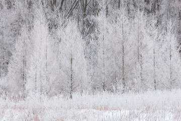 Tamaracks in January, covered heavily with Rimes Ice, created from the heavy fog, in the Pike Lake...