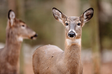 Obraz premium A young White-tailed deer, with another behind it, watching the movement before it in the woods in early December near Hartford, Wisconsin