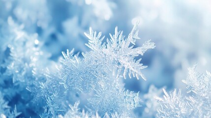 Winter's Delicate Embrace: A macro shot capturing the intricate, crystalline structure of frost glistening in the soft winter light. 