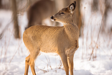 In the receding afternoon January sunshine, a white-tailed deer watches the distant action in the woods near Hartford, Wisconsin