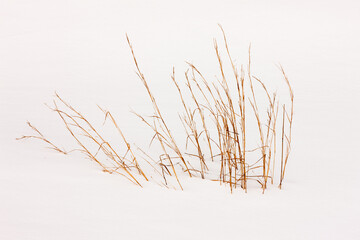 Dune Grass through the snow at Kohler-Andrae State Park, Sheboygan, Wisconsin in early February