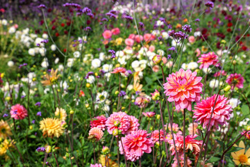 A variety of dahlia varieties in the garden