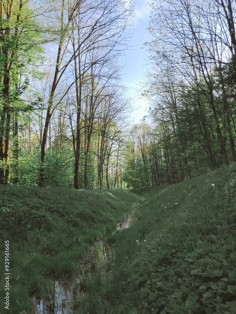 Poster a forest path with a stream running through it. the trees are green and the sky is blue