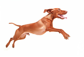 Vizsla breed dog jumping to the side on a white background