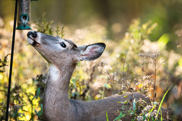 A white-tailed doe contemplating eating the sunflower seeds in the bird feeder near Hartford,...