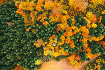 Colourful autumn forest form above, captured with a drone. Natural seasonal landscape background.