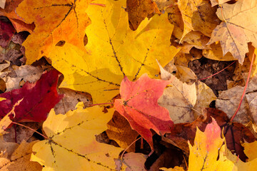 Overlapping maple leaves of different autumn colors on the ground in early November within Pike Lake Unit, Kettle Moraine State Forest, Hartford, Wisconsin