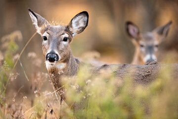 Two white-tailed deer closely watch the actions before them in a field near Hartford, Wisconsin in early November