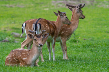 Damwild im Wildpark