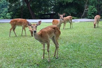 a group of eld's deer standing in a park