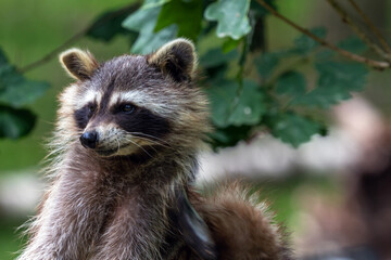 Waschbär in Lauerstellung
