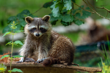 Waschbär schaut in die Kamera