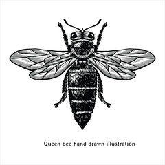 Queen bee hand drawn illustration in vintage style