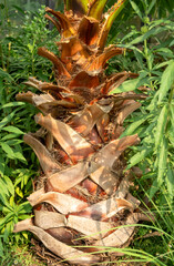 Close-Up of a Palm Tree Trunk with Brown Fronds and Green Foliage