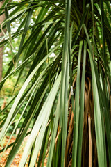 Close-Up of Green Tropical Plant Leaves in a Lush Forest Environment