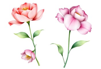 Fototapeta premium Wtercolor tropical flower isolated on white background.