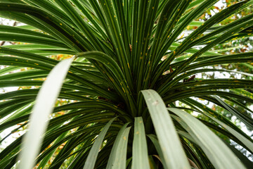 Close-up of Tropical Green Palm Leaves in Sunlight: Nature, Botany, and Exotic Plant Foliage