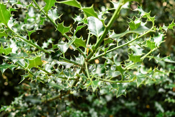Close-Up of Sharp Holly Leaves and Thorns in a Dense Green Bush