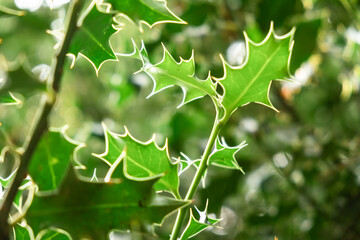 Spiky Green Holly Leaves Close-Up in Sunlit Forest