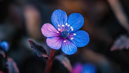 Blue flower with a dark background.