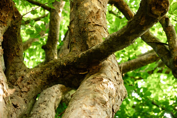 Obraz premium Close-Up of Tree Branches in Lush Green Forest Capturing Natural Texture and Summer Foliage