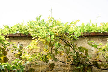 Rustic Stone Wall with Overgrown Green Vines in Sunlight