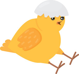 Baby chick in egg shell. Yellow bird child