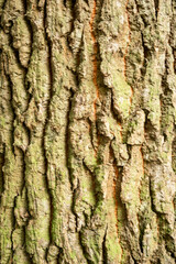 Close-up of Rough Tree Bark Texture with Green Moss and Brown Cracks