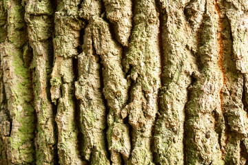 Close-Up of Rough Tree Bark Texture in Natural Light