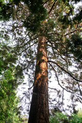 Fototapeta premium Giant Redwood Tree in Forest Canopy, Majestic Nature, Towering Tree Trunk, Lush Greenery, Outdoor Serenity