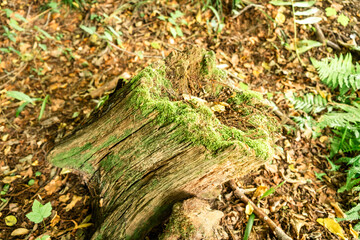 Moss-Covered Tree Trunk in Lush Forest with Autumn Leaves