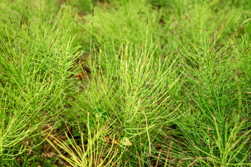 Vibrant Green Horsetails in Natural Habitat, Close-Up View of Forest Vegetation